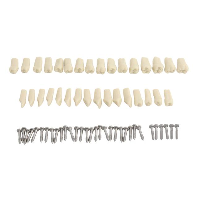 32pcs Teeth for Dental Model Teeth Model Fit Frasaco Dental Teaching Model Standard Teeth Demonstration on Productcaster.