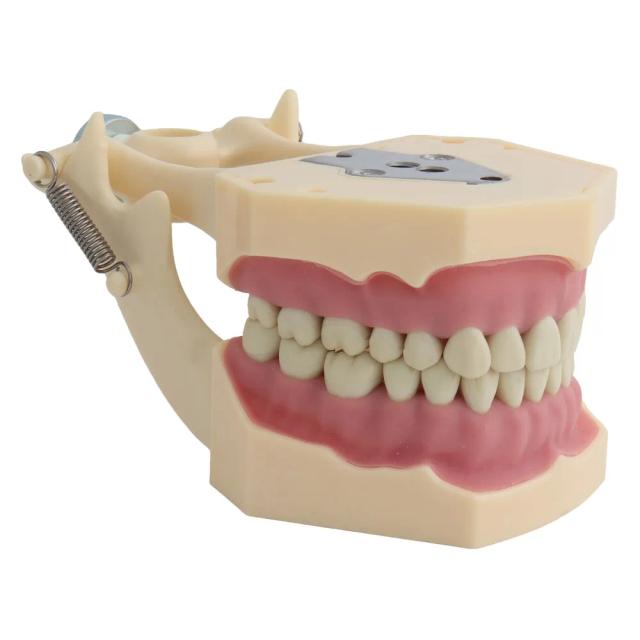 Teeth Model Fit Frasaco Dental Model Dental Teaching Model Standard Model with 32pcs Screw-in Teeths Demonstration on Productcaster.