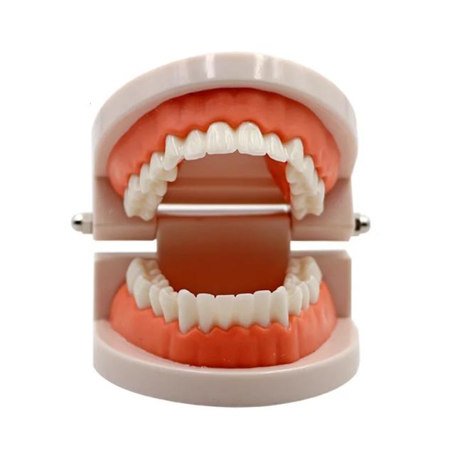 Dental Adult Teeth Model Teaching Study Typodont Demonstration White Adult Teeth Model Training Model on Productcaster.