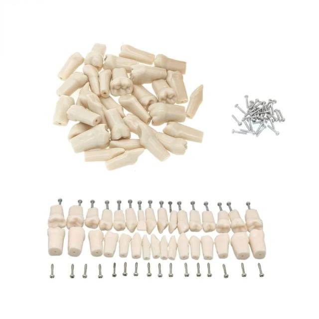 Dental Replacement Screw-in Teeth Model fit Kilgore NISSIN 200/500 Type M8024 28Pcs Teeth M8025 32Pcs Teeth on Productcaster.