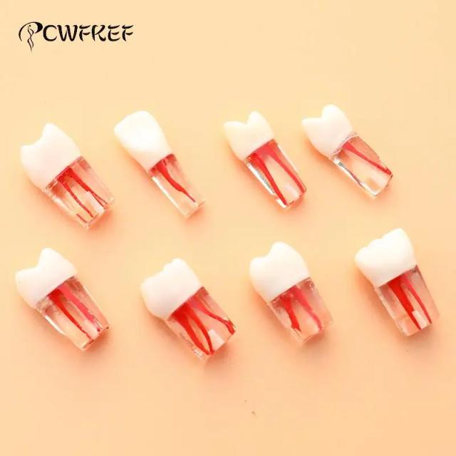 1pcs Tooth Model Resin Dental Endodontic Tooth Model With Colored Root Canal And Pulp Practice on Productcaster.