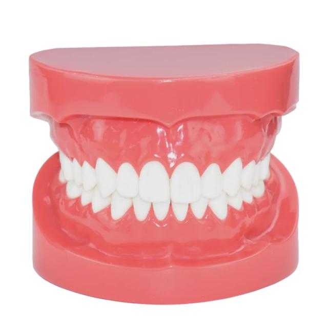 Dental Model Red M7004 Study Teaching Tooth Standard Typodont Dentists Dentistry Clinic Teeth Model Dental Materials on Productcaster.