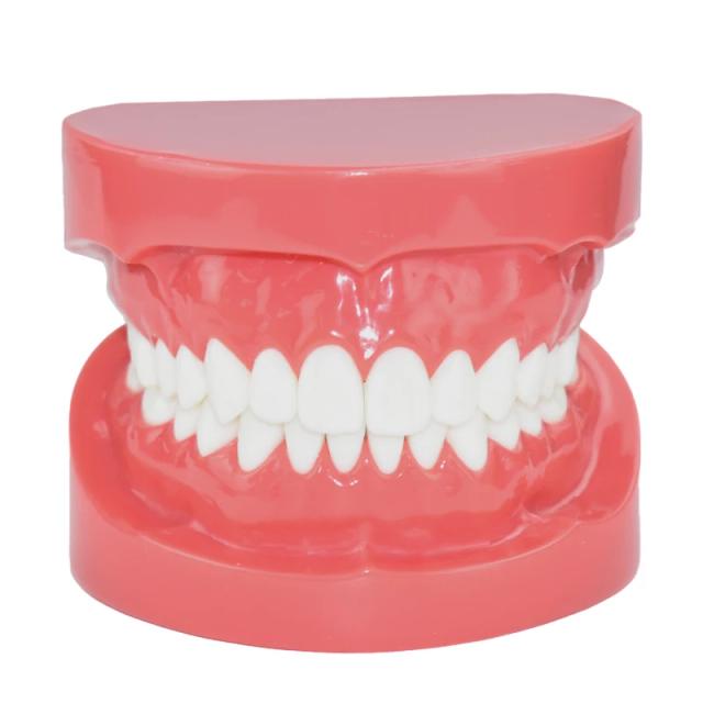 Dental Model Red M7004 Study Teaching Tooth Standard Typodont Dentists Dentistry Clinic Teeth Model Dental Materials on Productcaster.