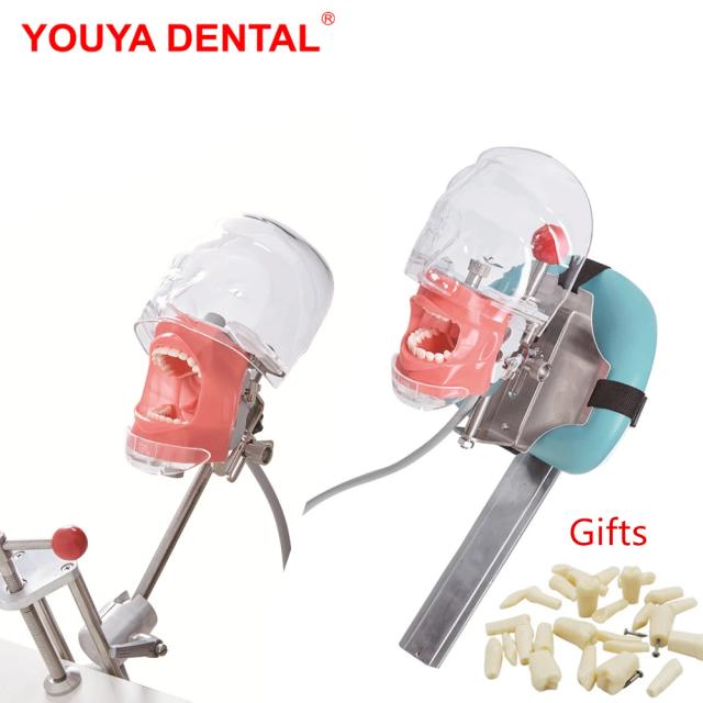 Simple Head Model Dental Simulator Phantom Manikin With Teeth For Dentist Teaching Practice Training Study Dentistry Equipment on Productcaster.