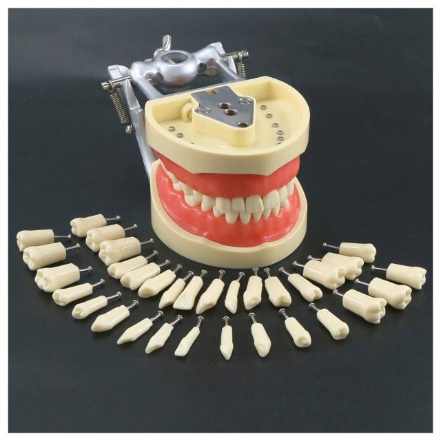 Dental Typodont Model With Removable Screw-in Teeth Kilgore NISSIN 200 Type 8012 32 Teeth on Productcaster.