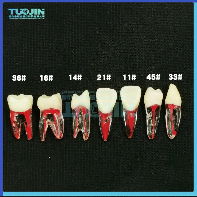 Dental Endodontic Root Canal RCT Practice Endo Teeth Tooth Model Pulp study on Productcaster.