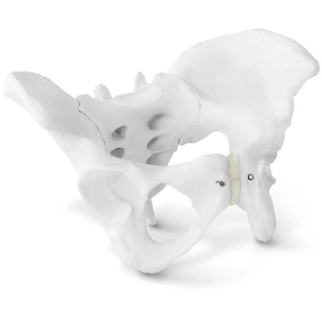 Model de pelvis - Femeie on Productcaster.