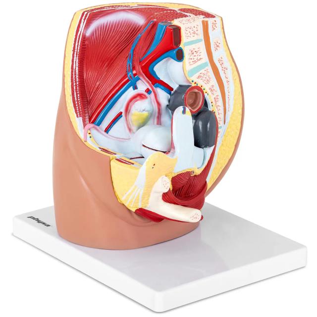 Model lidské pánve ženská pánev rozložitelný na 3 díly originální velikost - Anatomické modely physa on Productcaster.