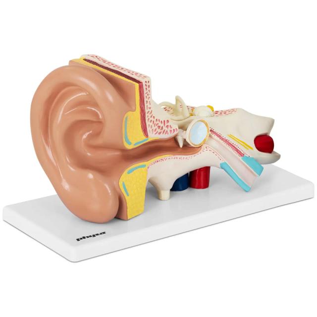 Model de ureche - separabil în 4 părți - 2x mărimea naturală on Productcaster.