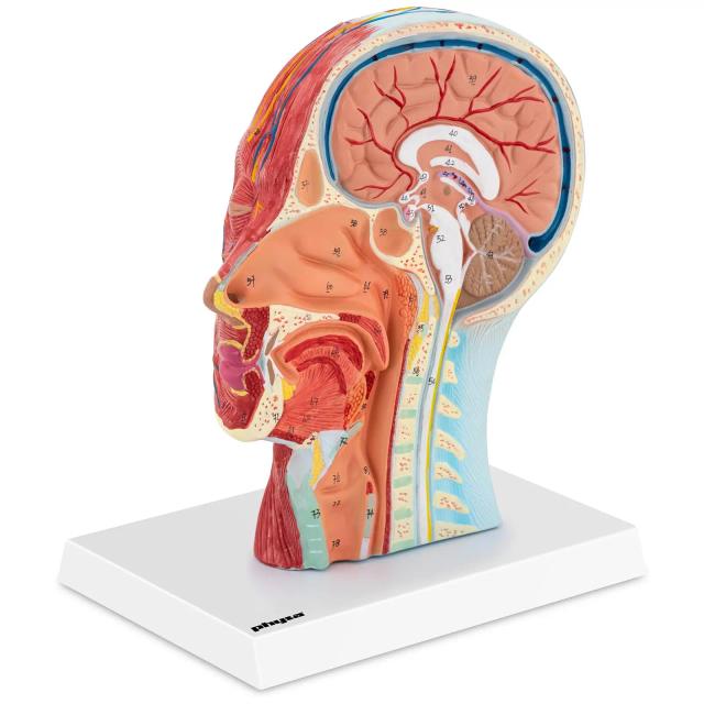 Anatomia craniului - Secțiunea mediană - Dimensiunea originală on Productcaster.