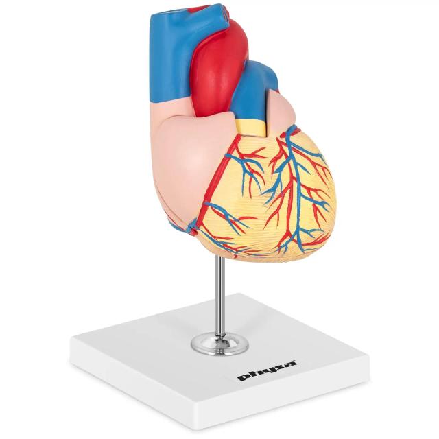 Modello cuore - Smontabile in due parti - Grandezza naturale | physa on Productcaster.