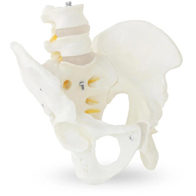 Model de pelvis cu vertebre lombare - Masculin on Productcaster.