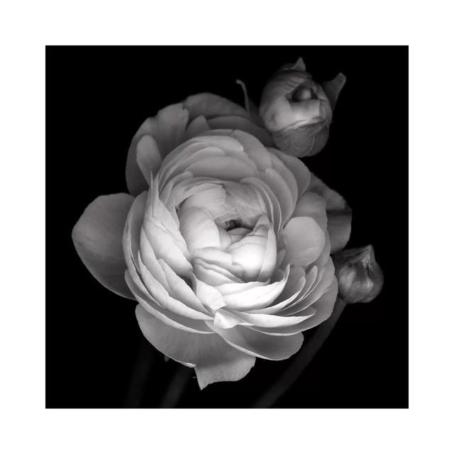 Pink Ranunculus, B&W by Magda Indigo - Wrapped Canvas Print Latitude Run Size: 30.48cm H x 30.48cm W x 1.905cm D on Productcaster.