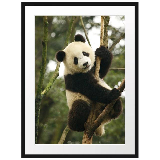 Niedlicher Panda im Baum" Gerahmtes Fotoposter East Urban Home Größe: 38 cm H x 30 cm B x 2,5 cm T, Farbe: Grün on Productcaster.