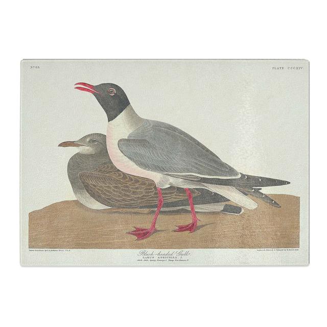 Tempered Glass Headed Gull by John James Audubon Chopping Board East Urban Home Size: 28.5cm W x 20cm L on Productcaster.