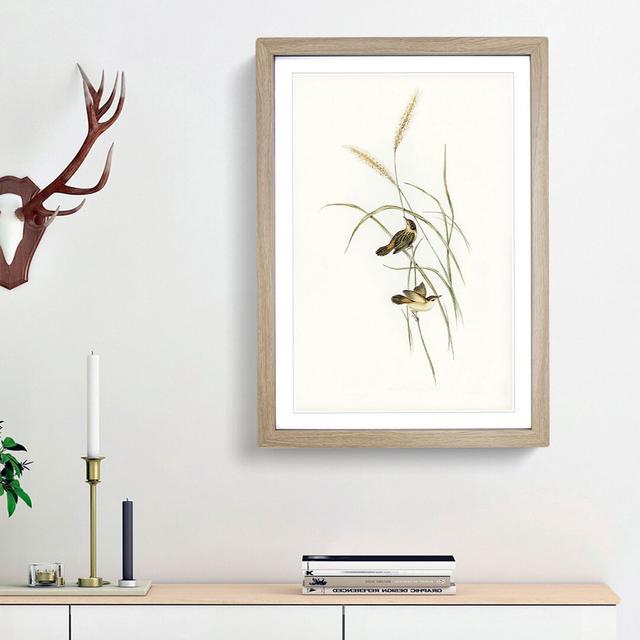 Square-Tailed Warbler by Elizabeth Gould - Picture Frame Painting Print East Urban Home Frame Option: Oak Framed, Size: 36cm H x 27cm W x 2cm D on Productcaster.