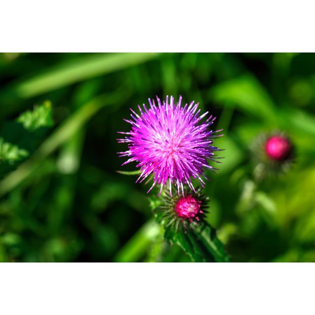 Thistle by Lapak Pali - Wrapped Canvas Photograph 17 Stories Size: 20cm H x 30cm W on Productcaster.