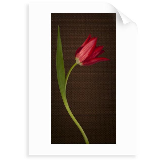 Single Moneymaker Tulip by Assaf Frank - Photograph Print on Paper East Urban Home Size: 70cm H x 100cm W x 0.2cm D on Productcaster.