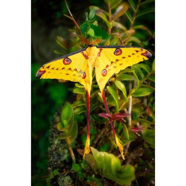 Largest Moth in the World 17 Stories Size: 75" H x 50" W x 1.8" D on Productcaster.