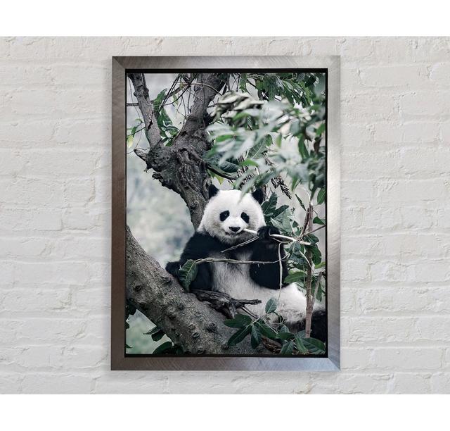 Panda Tree Lover - Single Picture Frame Art Prints Bright Star Size: 84.1cm H x 59.7cm W x 3.4cm D on Productcaster.