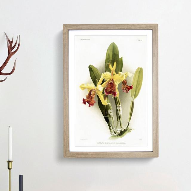 Magnolia Flowers Illustration Tab.80 by Frederick Sander - Picture Frame Art Print East Urban Home Frame Option: Oak, Size: 76cm H x 50cm W x 2cm D on Productcaster.