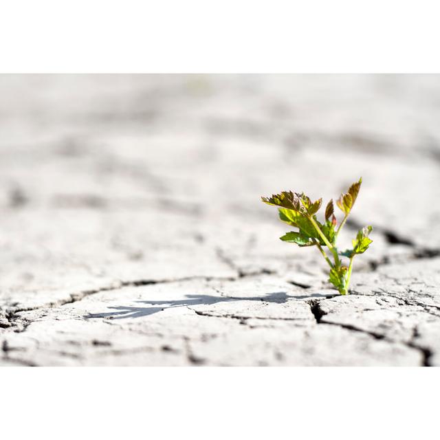 New Life - Fresh Plant In Desert by MariusFM77 - No Frame Art Prints on Canvas 17 Stories Size: 20cm H x 30cm W on Productcaster.