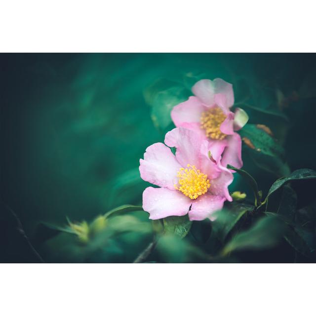 Rosa Canina by Borchee - Print 17 Stories Size: 20cm H x 30cm W on Productcaster.