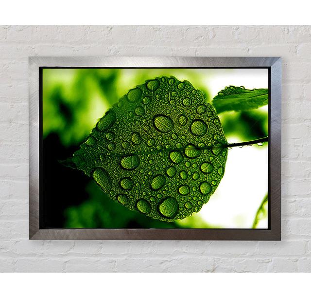 Morning Dew Leaf - Print Brayden Studio Size: 42cm H x 59.7cm W x 3.4cm D, Format: Bronze Framed Paper on Productcaster.