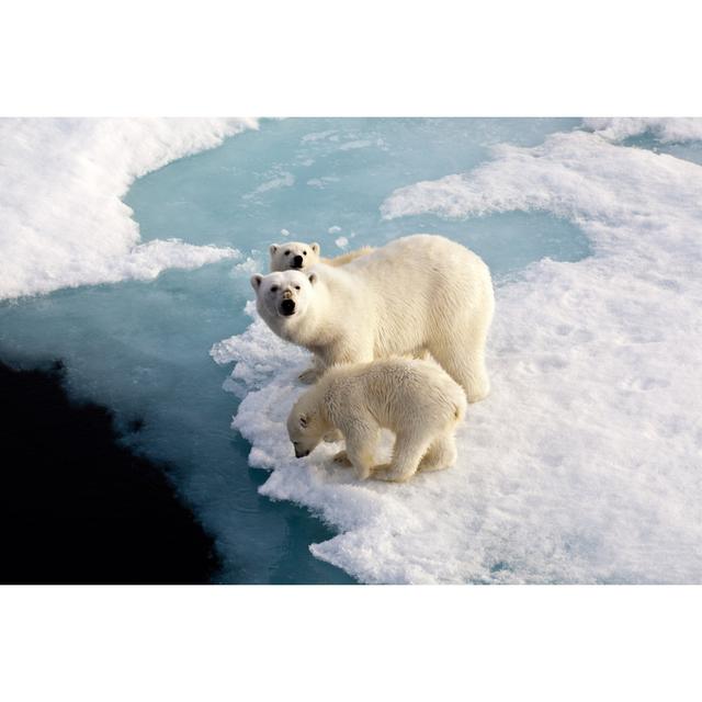 Three Polar Bears On An Ice Flow by SeppFriedhuber - Wrapped Canvas Print Alpen Home Size: 30cm H x 46cm W on Productcaster.