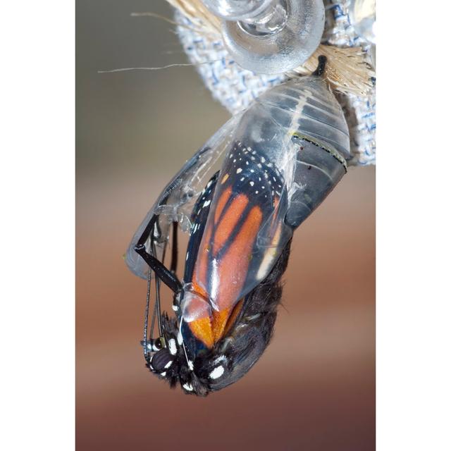 Monarch Chrysalis - Wrapped Canvas Print Brambly Cottage Size: 46cm H x 30cm W x 3.8cm D on Productcaster.