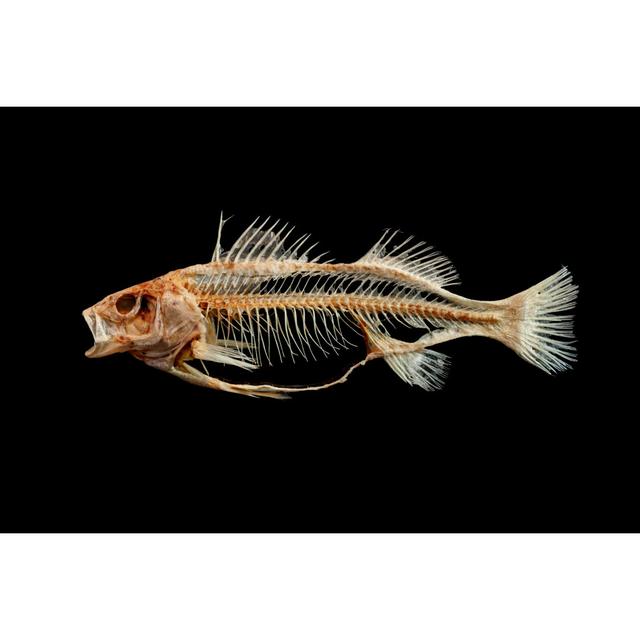 Fish Skeleton Highland Dunes Size: 20cm H x 30cm W x 3.8cm D on Productcaster.