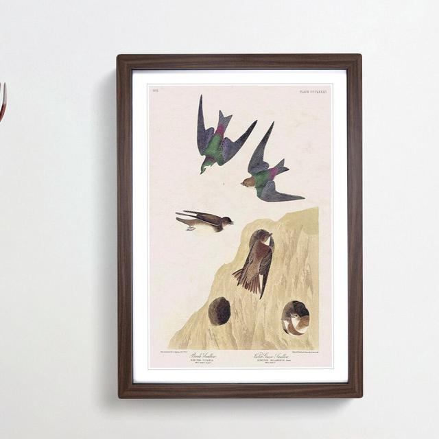 Swallow Birds by John James Audubon - Picture Frame Painting Print East Urban Home Size: 36cm H x 27cm W x 2cm D, Frame Option: Walnut Framed on Productcaster.