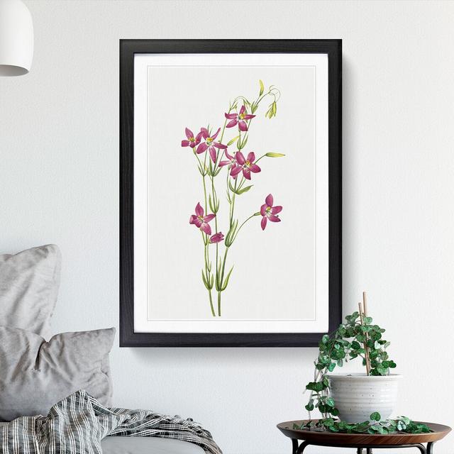 Centaurium by Mary Vaux Walcott - Picture Frame Painting East Urban Home Size: 36cm H x 27cm W x 2cm D, Frame Option: Black Framed on Productcaster.