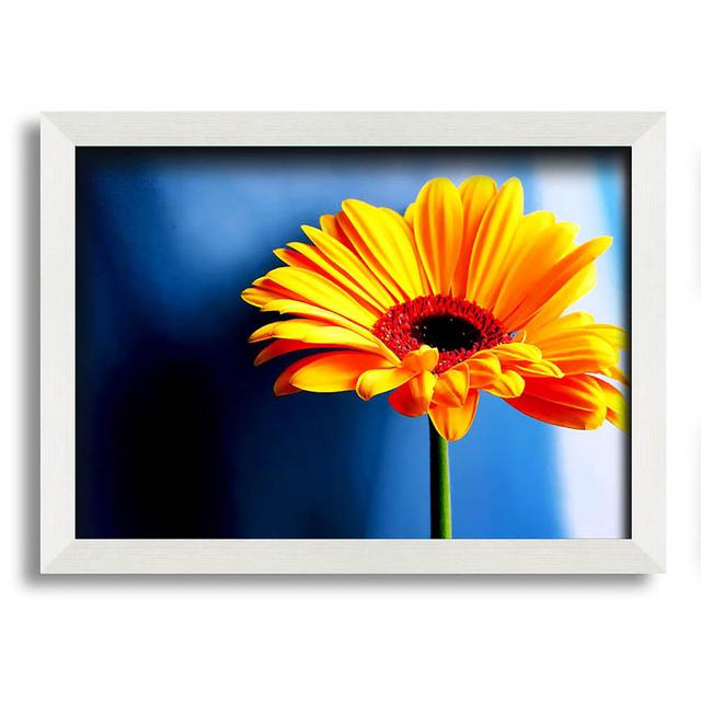 Single Orange Gerbera - Single Picture Frame Art Prints Brayden Studio Size: 29.7cm H x 42cm W on Productcaster.