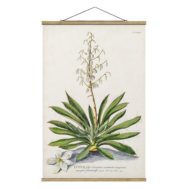 Vintage Botany Illustration Yucca - Painting Print August Grove Size: 75cm H x 50cm W x 0.3cm D on Productcaster.