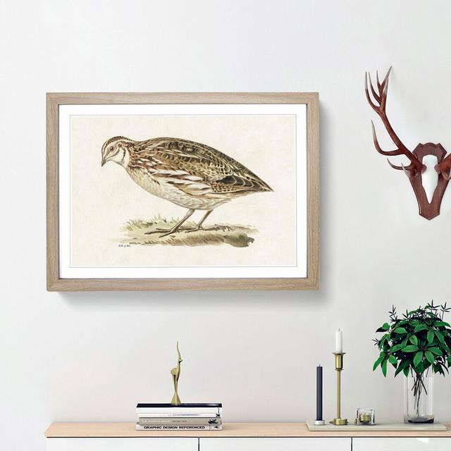 Common Quail by Von Wright - Picture Frame Painting Print East Urban Home Frame Option: Oak Framed, Size: 36cm H x 48cm W x 2cm D on Productcaster.