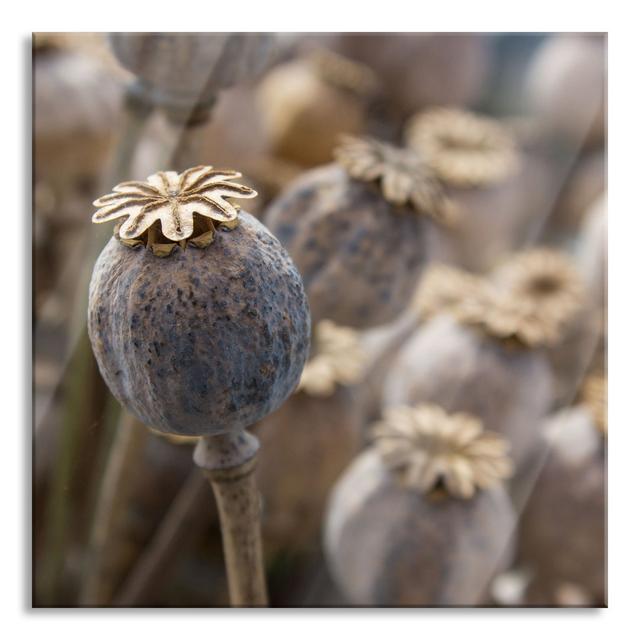 Poppy Flower Seed Capsule - No Frame Print on Glass Brayden Studio Size: 80cm H x 80cm W x 0.4cm D on Productcaster.