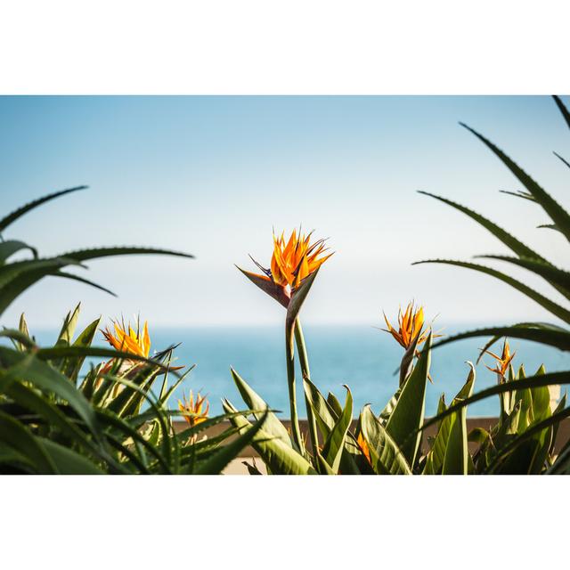 Gerdes Strelizia Flowers - Wrapped Canvas Photograph House of Hampton Size: 81cm H x 122cm W x 3.8cm D on Productcaster.