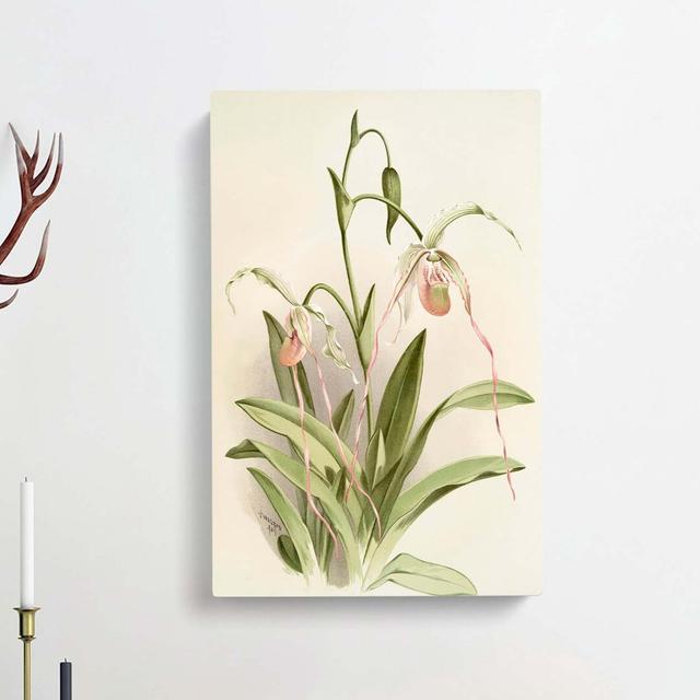 Magnolia Flowers Illustration Tab.16 by Frederick Sander - Wrapped Canvas Print East Urban Home Size: 50cm H x 35cm W x 3cm D on Productcaster.