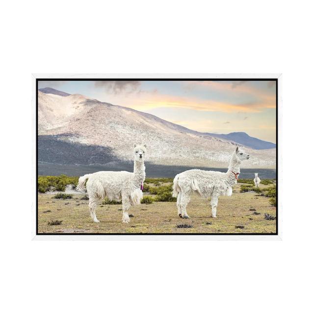 White Llamas by Philippe Hugonnard - Gallery-Wrapped Canvas Giclée on Canvas Gracie Oaks Size: 45.72cm H x 66.04cm W x 3.81cm D, Format: White Floater on Productcaster.