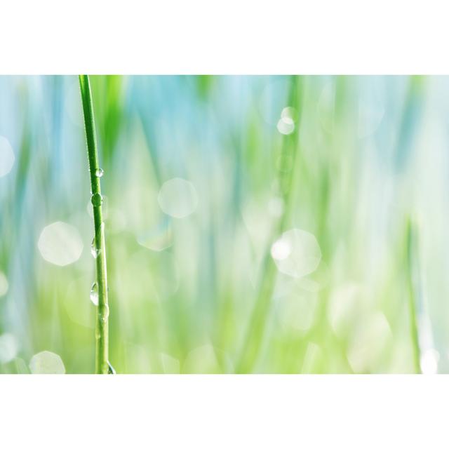 Water Drop On A Stalk Of Grasswater by Sbayram - No Frame Art Prints on Canvas 17 Stories Size: 61cm H x 91cm W on Productcaster.