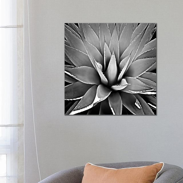 Black & White Succulent III by Mia Jensen - Wrapped Canvas Print World Menagerie Size: 66.04cm H x 66.04cm W x 3.81cm D on Productcaster.