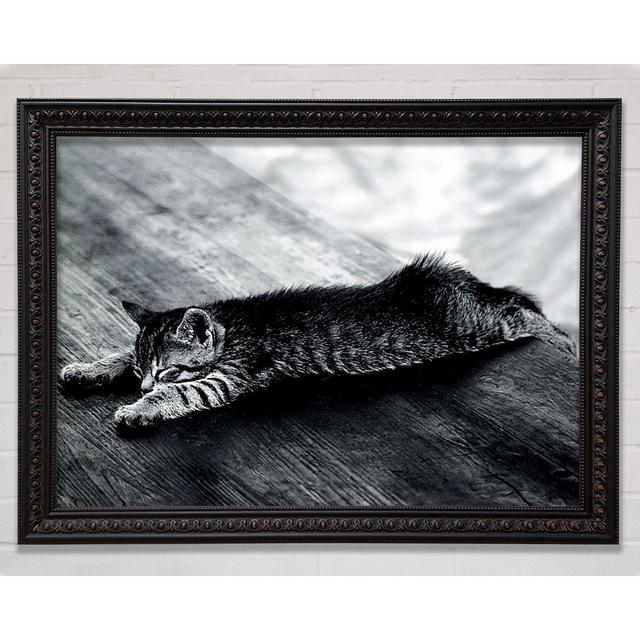 Kitten Dream - Single Picture Frame Art Prints Bright Star Size: 42cm H x 59.7cm W on Productcaster.