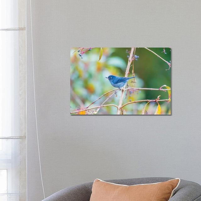 Central America, Costa Rica. Male Slaty Flowerpiercer. by Jaynes Gallery - Wrapped Canvas Gallery-Wrapped Canvas Giclée Latitude Run Size: 45.72cm H x on Productcaster.