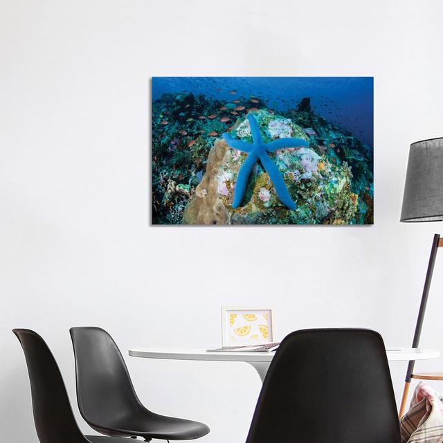 A Blue Starfish Clings To A Coral Reef In Indonesia House of Hampton Size: 66.04cm H x 101.6cm W x 1.91cm D on Productcaster.