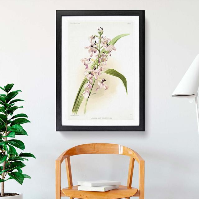 Magnolia Flowers Illustration Tab. 80 by Frederick Sander - Picture Frame Painting Print East Urban Home Frame Option: Black, Size: 76cm H x 50cm W x on Productcaster.