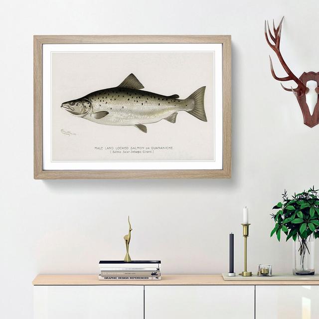 Male Land Locked Salmon by Sherman F. Denton - Picture Frame Art Print East Urban Home Frame Option: Oak Framed, Size: 36cm H x 48cm W x 2cm D on Productcaster.