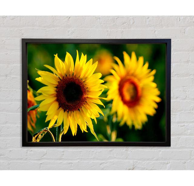 Sonnenblume Duo - Einzelner Bilderrahmen Kunstdrucke auf Leinwand Sommerallee Größe: 59,7 cm H x 84,1 cm B x 3,3 cm T on Productcaster.