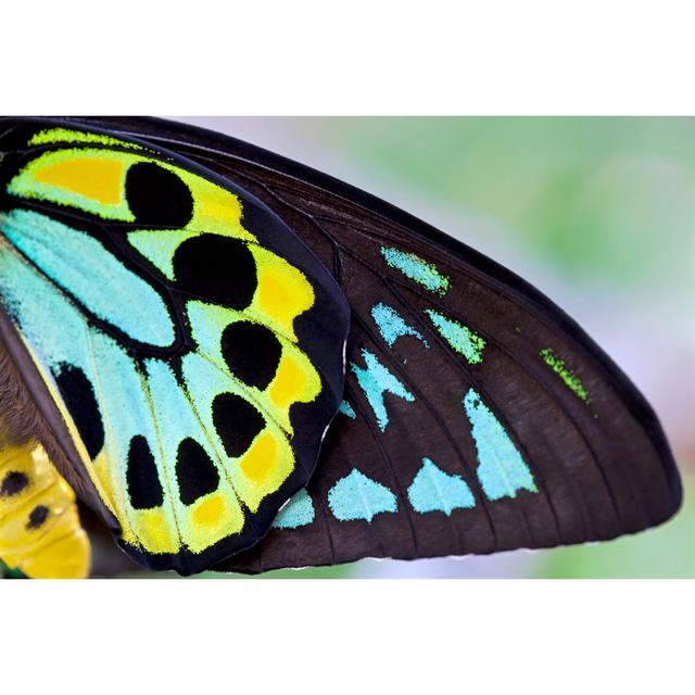 Bunte männliche Vogelschwinge Schmetterling Hintergrund (Ornithoptera Priamus) von JodiJacobson - No Frame Print on Canvas ModernMoments Größe: 80 cm on Productcaster.