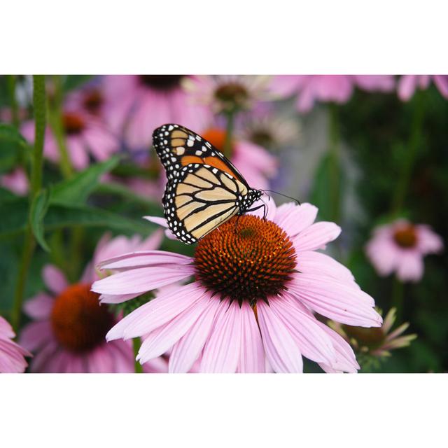 Monarch Butterfly On Coneflower - Wrapped Canvas Print 17 Stories Size: 30cm H x 46cm W on Productcaster.